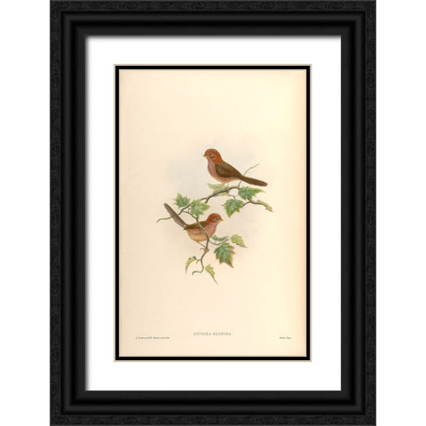 Suthora Brunnea Black Ornate Wood Framed Art Print with Double Matting by CAG