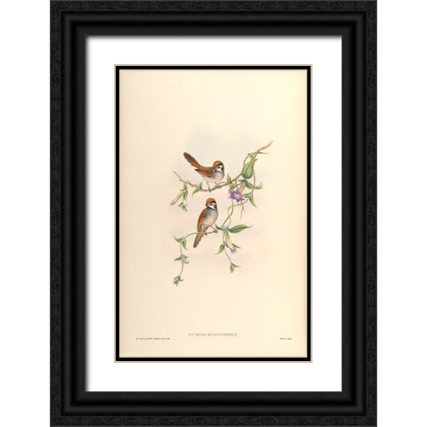 Suthora Munipurensis Black Ornate Wood Framed Art Print with Double Matting by CAG