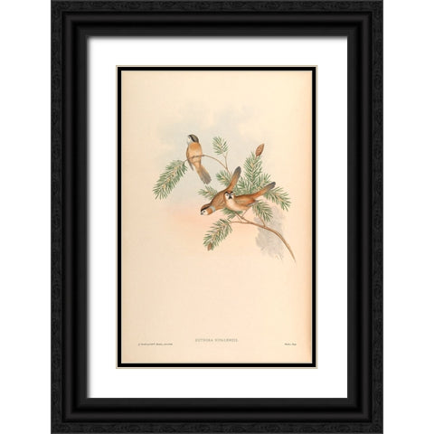 Suthora Nipalensis Black Ornate Wood Framed Art Print with Double Matting by CAG