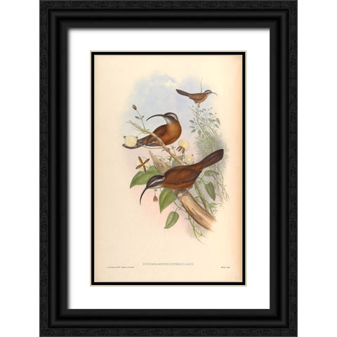 Xiphorhamphus Superciliaris Black Ornate Wood Framed Art Print with Double Matting by CAG