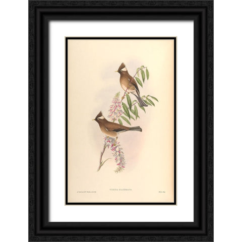 Yuhina Diademata Black Ornate Wood Framed Art Print with Double Matting by CAG