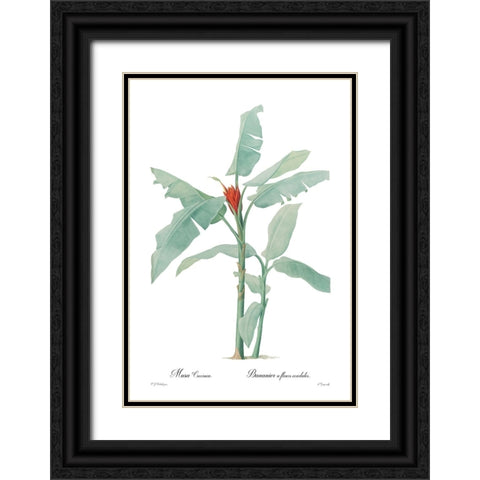 Musa coccinea Black Ornate Wood Framed Art Print with Double Matting by CAG