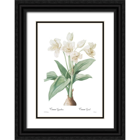 Crinum giganteum Black Ornate Wood Framed Art Print with Double Matting by CAG