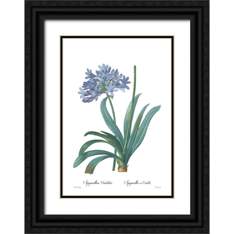 Agapanthus umbellatus Black Ornate Wood Framed Art Print with Double Matting by CAG