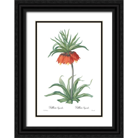 Fritillaria imperialis Black Ornate Wood Framed Art Print with Double Matting by CAG