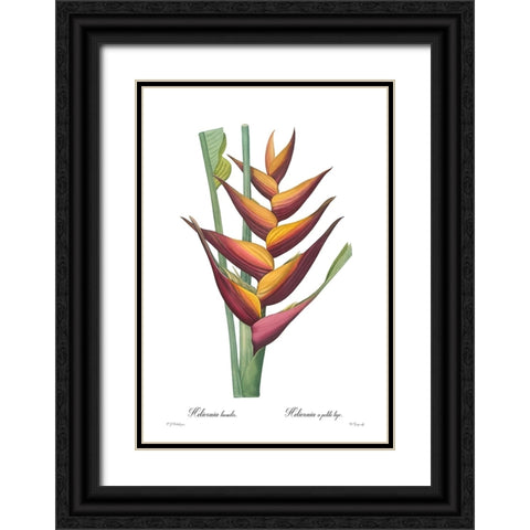 Heliconia humilis Black Ornate Wood Framed Art Print with Double Matting by CAG