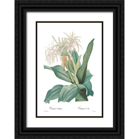Crinum asiaticum Black Ornate Wood Framed Art Print with Double Matting by CAG