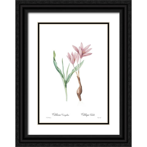 Colchicum variegatum Black Ornate Wood Framed Art Print with Double Matting by CAG