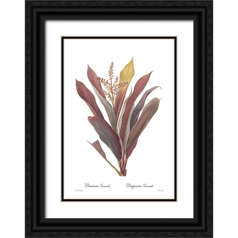 Dracaena terminalis Black Ornate Wood Framed Art Print with Double Matting by CAG