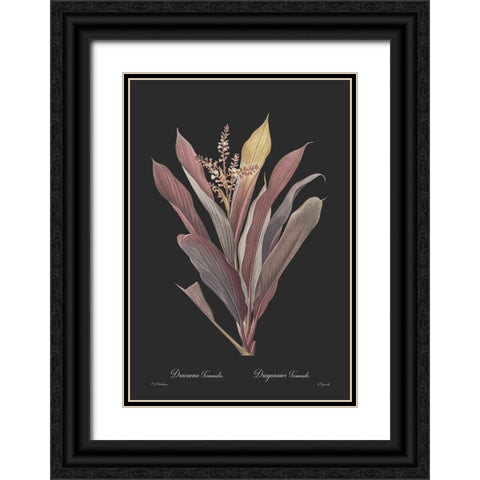 Dracaena terminalis - Dark Black Ornate Wood Framed Art Print with Double Matting by CAG