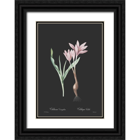 Colchicum variegatum - Dark Black Ornate Wood Framed Art Print with Double Matting by CAG