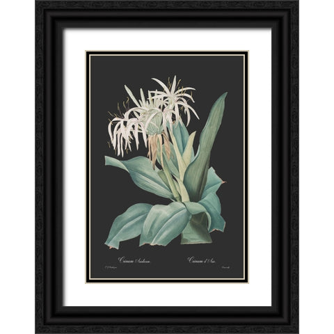 Crinum asiaticum - Dark Black Ornate Wood Framed Art Print with Double Matting by CAG