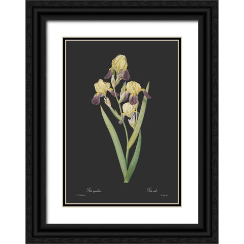 Iris squalens - Dark Black Ornate Wood Framed Art Print with Double Matting by CAG