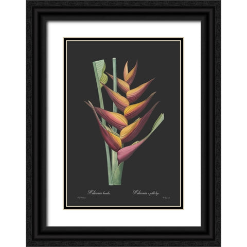 Heliconia humilis - Dark Black Ornate Wood Framed Art Print with Double Matting by CAG
