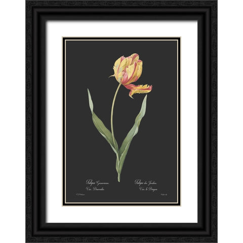 Tulipa gesneriana - Dark Black Ornate Wood Framed Art Print with Double Matting by CAG