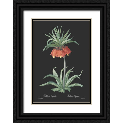 Fritillaria imperialis - Dark Black Ornate Wood Framed Art Print with Double Matting by CAG