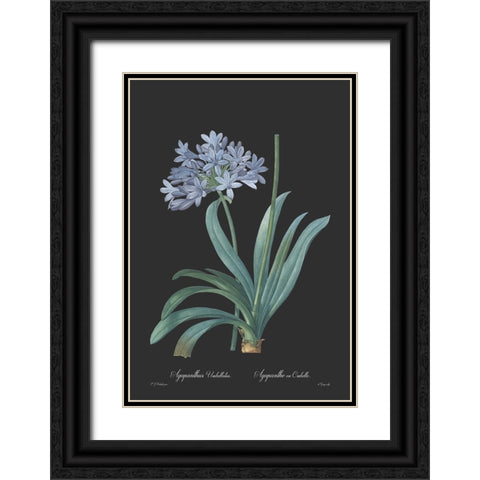 Agapanthus umbellatus - Dark Black Ornate Wood Framed Art Print with Double Matting by CAG