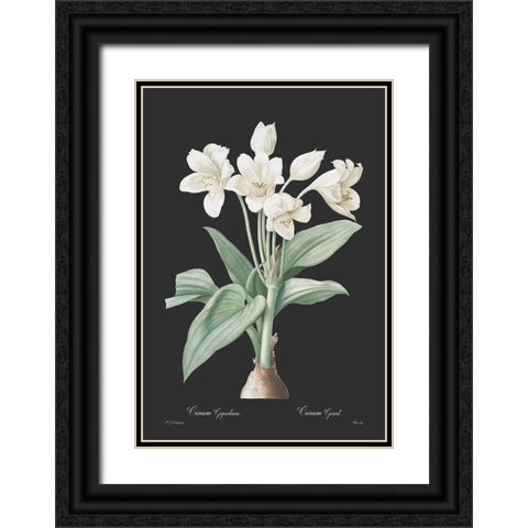 Crinum giganteum - Dark Black Ornate Wood Framed Art Print with Double Matting by CAG