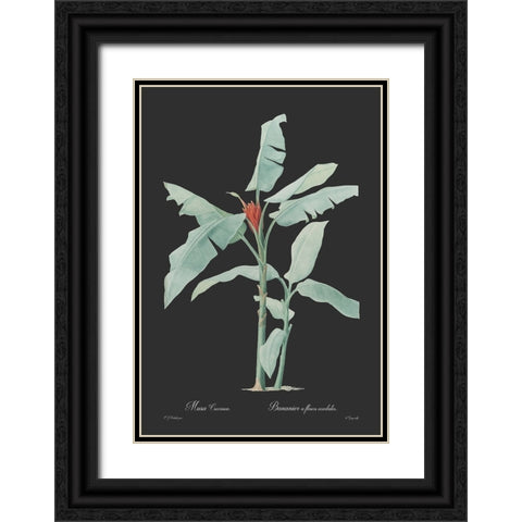 Musa coccinea - Dark Black Ornate Wood Framed Art Print with Double Matting by CAG