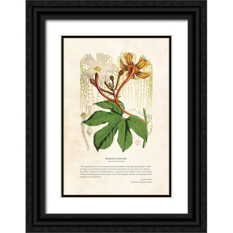 Himalayan Plants - Hodgsonia heteroclita Black Ornate Wood Framed Art Print with Double Matting by CAG