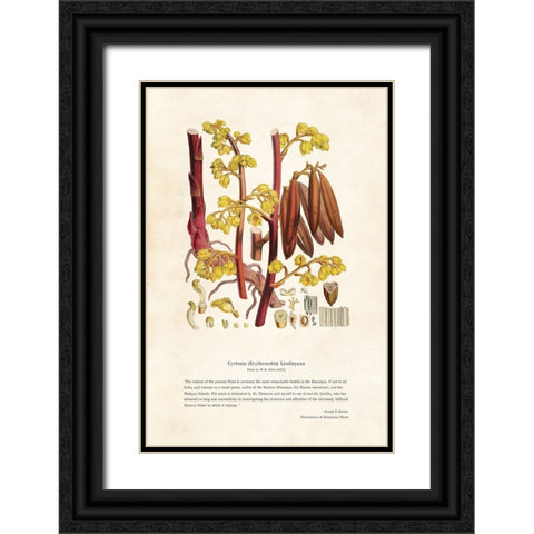 Himalayan Plants - Cyrtosia (Erythrorchis) lindleyana Black Ornate Wood Framed Art Print with Double Matting by CAG