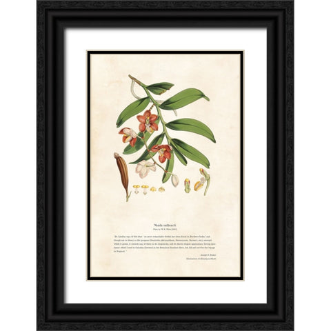 Himalayan Plants - Vanda cathcarti Black Ornate Wood Framed Art Print with Double Matting by CAG