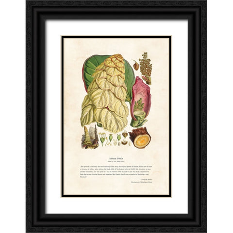 Himalayan Plants - Rheum nobile Black Ornate Wood Framed Art Print with Double Matting by CAG