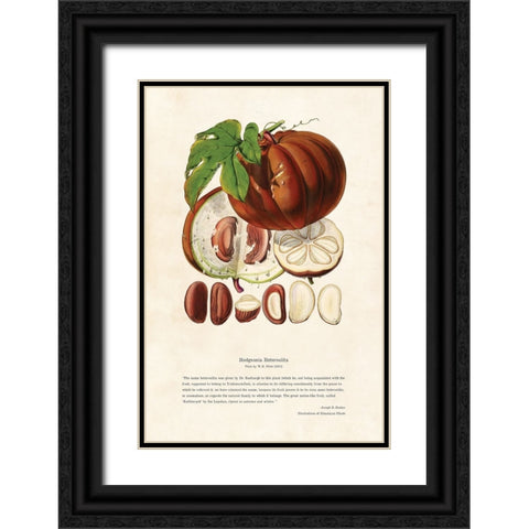 Himalayan Plants - Hodgsonia heteroclita Fruit Black Ornate Wood Framed Art Print with Double Matting by CAG