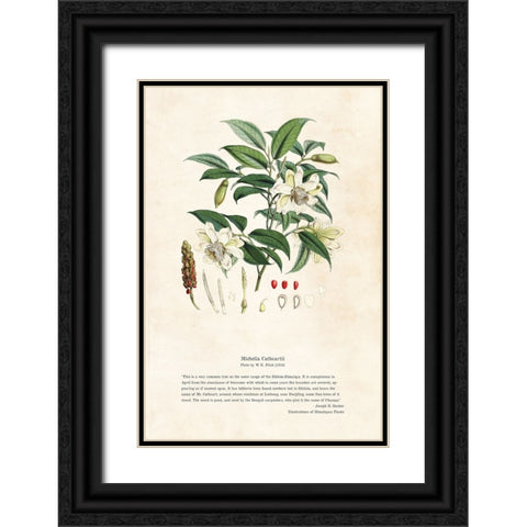 Himalayan Plants - Michella cathcartii Black Ornate Wood Framed Art Print with Double Matting by CAG