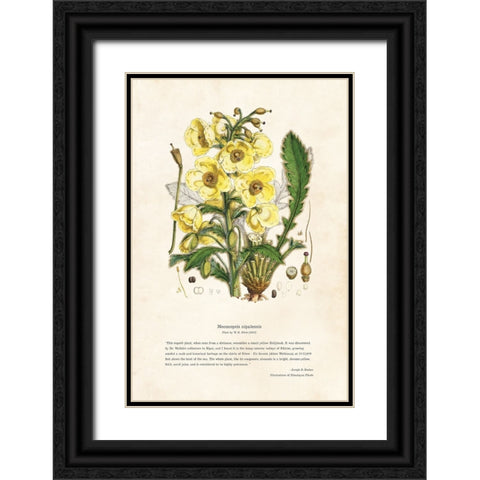Himalayan Plants - Meconopsis nipalensis Black Ornate Wood Framed Art Print with Double Matting by CAG