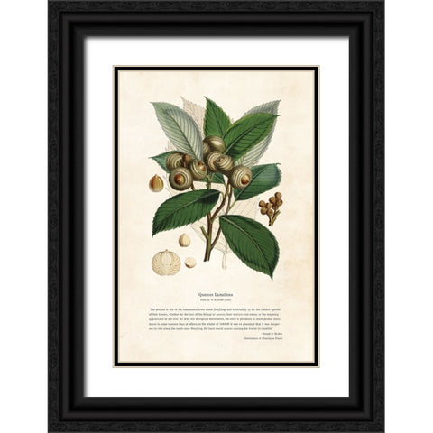 Himalayan Plants - Quercus lamellosa Black Ornate Wood Framed Art Print with Double Matting by CAG