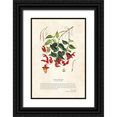 Himalayan Plants - Aeschynanthes peelii Black Ornate Wood Framed Art Print with Double Matting by CAG