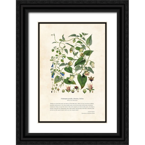 Himalayan Plants - Codonopsis gracilis, Javanica, Inflata Black Ornate Wood Framed Art Print with Double Matting by CAG