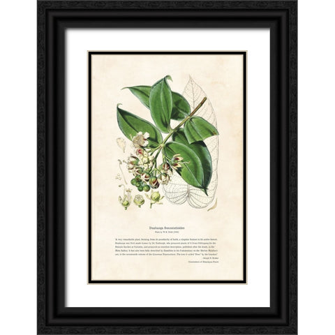 Himalayan Plants - Duabanga sonneratioides Black Ornate Wood Framed Art Print with Double Matting by CAG