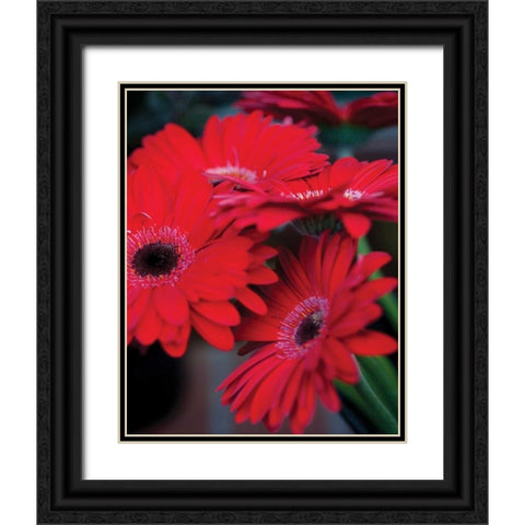 Red Gerbera Daisies I Black Ornate Wood Framed Art Print with Double Matting by Berzel, Erin