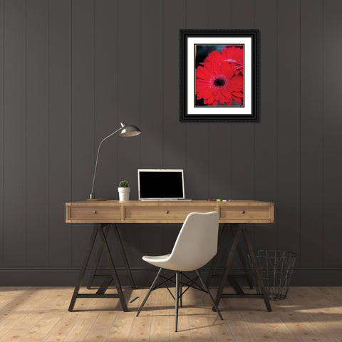Red Gerbera Daisies II Black Ornate Wood Framed Art Print with Double Matting by Berzel, Erin