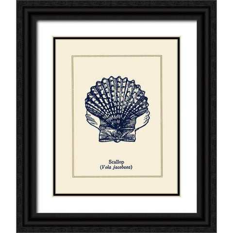 Scallop Shell Black Ornate Wood Framed Art Print with Double Matting by Gorham, Gregory