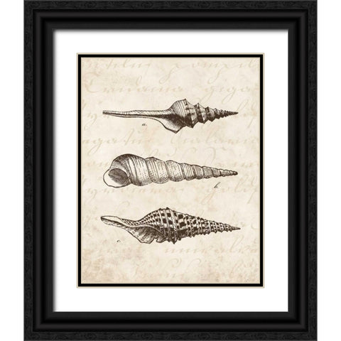 Elegant Shells II - mini Black Ornate Wood Framed Art Print with Double Matting by Harbick, N