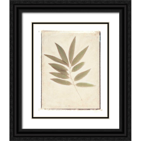 Bay Leaves Black Ornate Wood Framed Art Print with Double Matting by Melious, Amy
