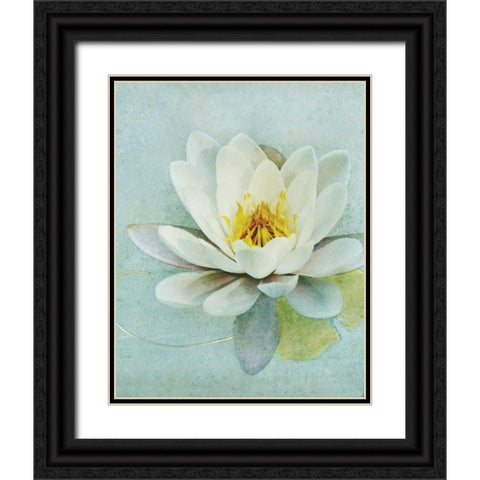 Pond Lily Black Ornate Wood Framed Art Print with Double Matting by Melious, Amy