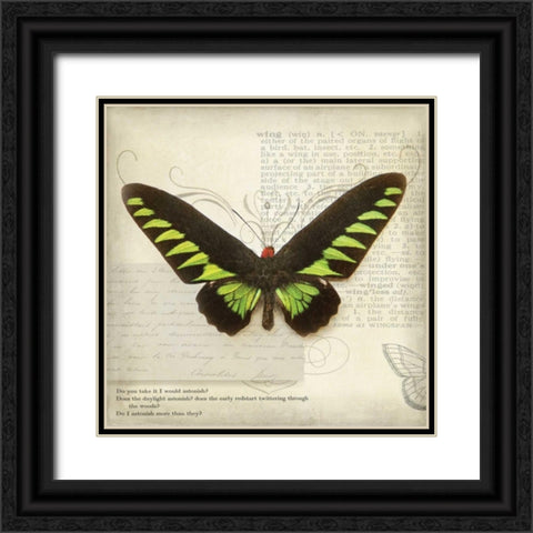 Butterflies Script VI Black Ornate Wood Framed Art Print with Double Matting by Melious, Amy