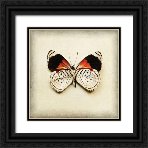 Butterfly 12 Black Ornate Wood Framed Art Print with Double Matting by Melious, Amy