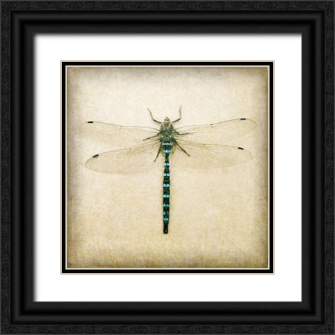 Dragonfly I Black Ornate Wood Framed Art Print with Double Matting by Melious, Amy