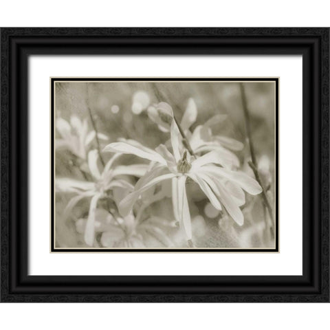 Star Magnolias I Black Ornate Wood Framed Art Print with Double Matting by Melious, Amy