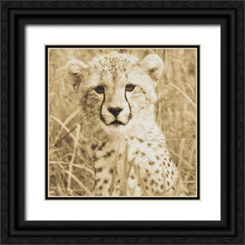 Young Cheetah Black Ornate Wood Framed Art Print with Double Matting by Parker, Susann