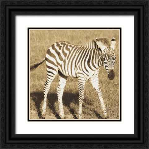 Young Zebra Black Ornate Wood Framed Art Print with Double Matting by Parker, Susann