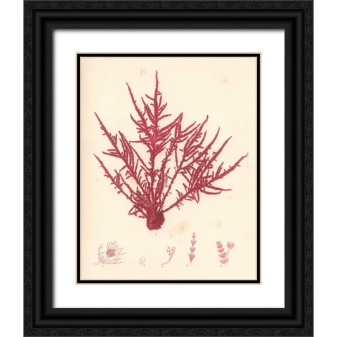 Red Botanical Study II Black Ornate Wood Framed Art Print with Double Matting by Poloson, Kimberly