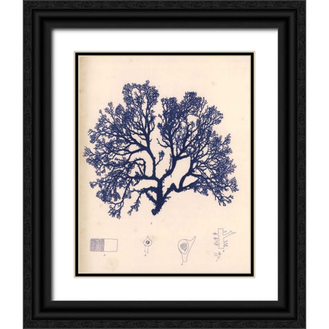 Blue Botanical Study I Black Ornate Wood Framed Art Print with Double Matting by Poloson, Kimberly