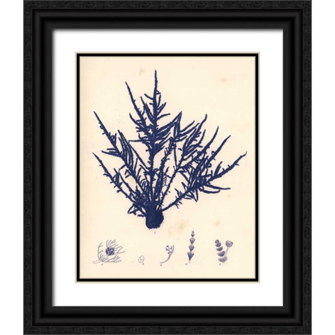 Blue Botanical Study II Black Ornate Wood Framed Art Print with Double Matting by Poloson, Kimberly