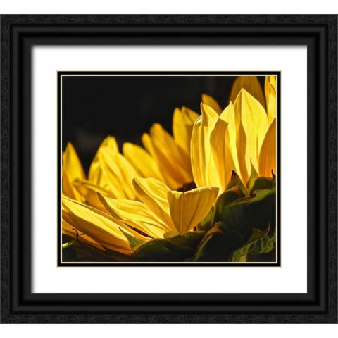 Sunlit Sunflowers IV Black Ornate Wood Framed Art Print with Double Matting by Burkhart, Monika